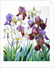 White and Purple Irises, 2018 by Christopher Ryland