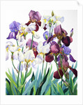 White and Purple Irises, 2018 by Christopher Ryland