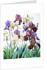 White and Purple Irises, 2018 by Christopher Ryland
