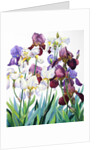 White and Purple Irises, 2018 by Christopher Ryland