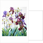 White and Purple Irises, 2018 by Christopher Ryland