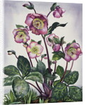 Hellebore, 2019 by Christopher Ryland