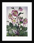 Hellebore, 2019 by Christopher Ryland