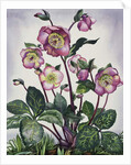 Hellebore, 2019 by Christopher Ryland