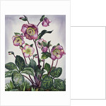 Hellebore, 2019 by Christopher Ryland