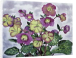 Helleborus, 2019 by Christopher Ryland