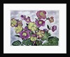 Helleborus, 2019 by Christopher Ryland
