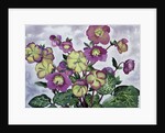 Helleborus, 2019 by Christopher Ryland