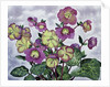 Helleborus, 2019 by Christopher Ryland