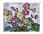 Helleborus, 2019 by Christopher Ryland