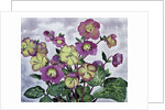 Helleborus, 2019 by Christopher Ryland