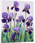 Purple Irises, 2019 by Christopher Ryland