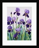 Purple Irises, 2019 by Christopher Ryland