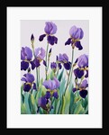 Purple Irises, 2019 by Christopher Ryland