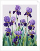 Purple Irises, 2019 by Christopher Ryland