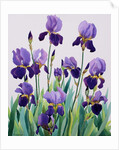 Purple Irises, 2019 by Christopher Ryland