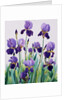 Purple Irises, 2019 by Christopher Ryland