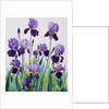 Purple Irises, 2019 by Christopher Ryland