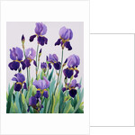 Purple Irises, 2019 by Christopher Ryland