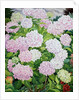 White Hydrangea, 2019 by Christopher Ryland