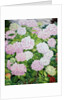 White Hydrangea, 2019 by Christopher Ryland