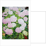 White Hydrangea, 2019 by Christopher Ryland