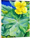 Yellow Begonia, 2019 by Christopher Ryland