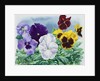 Pansies, 2019 by Christopher Ryland