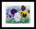 Pansies, 2019 by Christopher Ryland