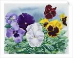 Pansies, 2019 by Christopher Ryland
