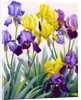 Yellow and Purple Irises by Christopher Ryland