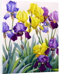 Yellow and Purple Irises by Christopher Ryland