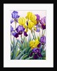 Yellow and Purple Irises by Christopher Ryland