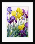 Yellow and Purple Irises by Christopher Ryland