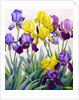 Yellow and Purple Irises by Christopher Ryland