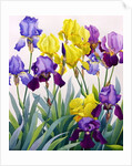 Yellow and Purple Irises by Christopher Ryland