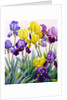 Yellow and Purple Irises by Christopher Ryland