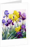 Yellow and Purple Irises by Christopher Ryland