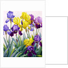 Yellow and Purple Irises by Christopher Ryland