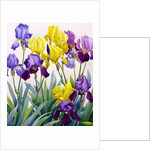 Yellow and Purple Irises by Christopher Ryland