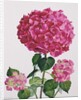 Hydrangea by Christopher Ryland