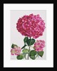 Hydrangea by Christopher Ryland