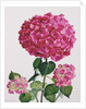 Hydrangea by Christopher Ryland