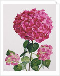 Hydrangea by Christopher Ryland