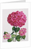 Hydrangea by Christopher Ryland