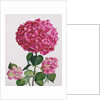 Hydrangea by Christopher Ryland