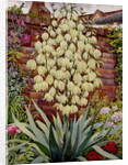 Flowering Yucca by Christopher Ryland