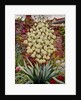 Flowering Yucca by Christopher Ryland