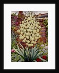 Flowering Yucca by Christopher Ryland