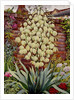 Flowering Yucca by Christopher Ryland